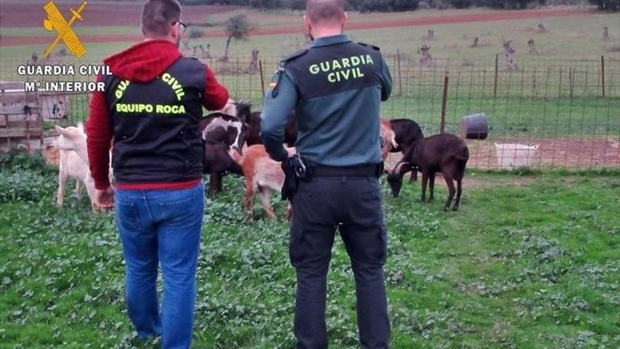 Dos investigados al sorprenderles con ganado supuestamente robado