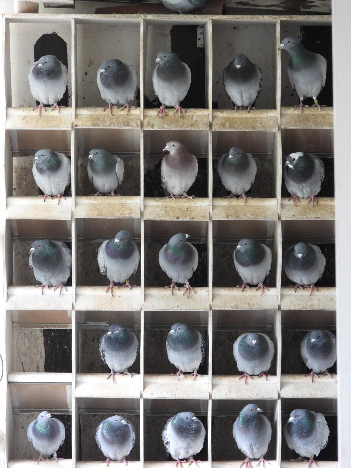 El compostelano de las mil palomas mensajeras: "Solté una en Barcelona y regresó a Santiago"