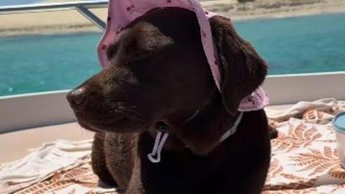 La perrita Maddy en el barco