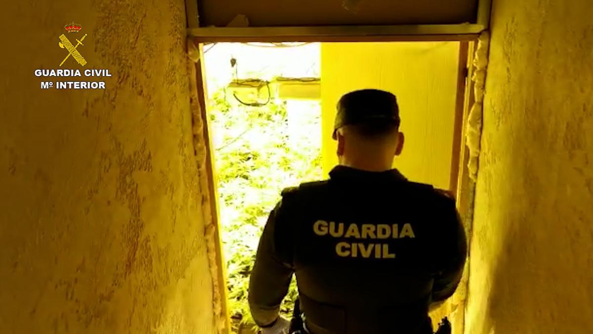 Un agente accede al sótano en el que se ocultaba la plantación de marihuana