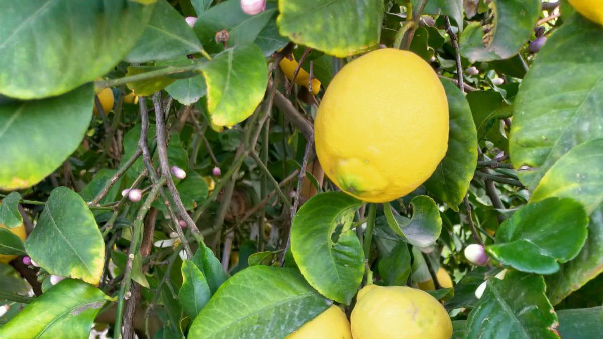 Los limones, una fruta muy mediterránea.