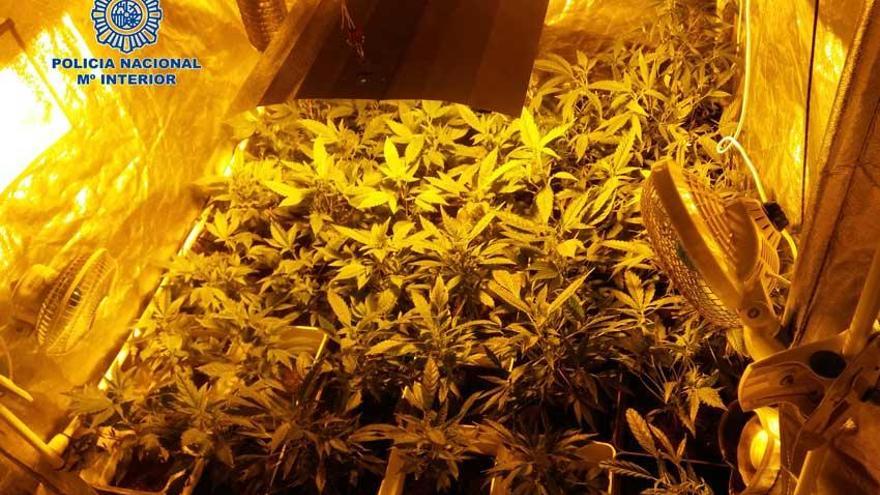 Plantas de marihuana incautadas por la Policía Nacional.