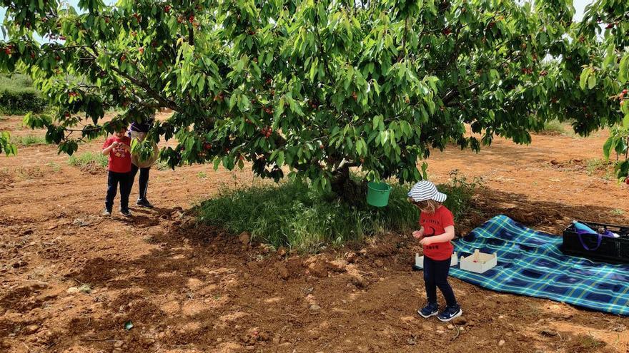 Los más jóvenes se lo pasan en grande aprendiendo a coger cerezas directamente desde el árbol.