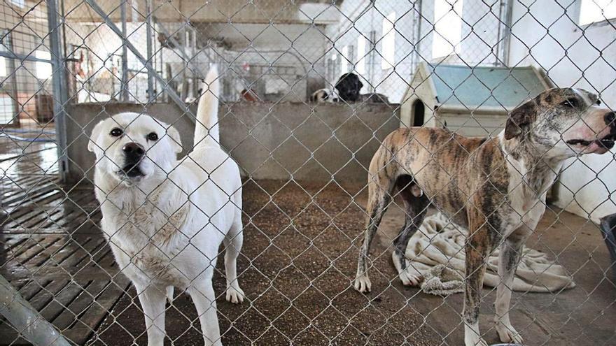 Las obras para el nuevo Centro de Protección Animal de Zamora, en marcha: así será