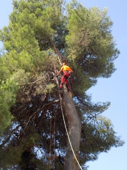 Tala d''arbres a la Renaixença