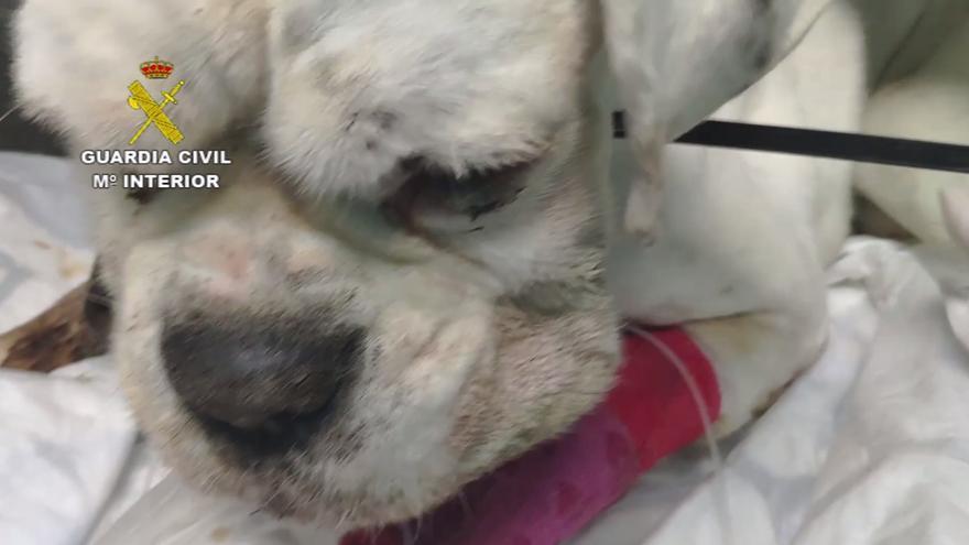 Investigan a dos personas por abandonar a un perro en un barranco de Gran Canaria que murió tras ser rescatado