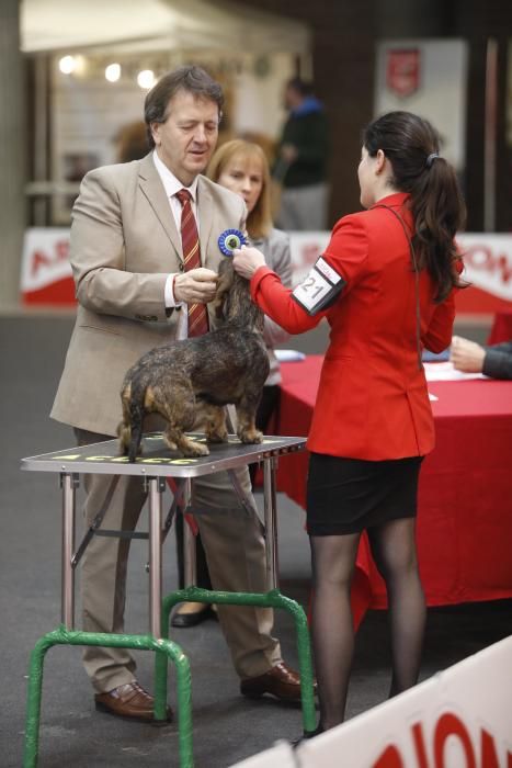 Expocanina 2018