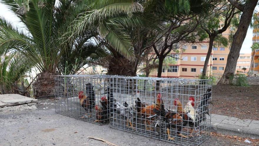 Captura de gallos y gallinas en Las Palmas de Gran Canaria: la ciudad retira cerca de 700 ejemplares de aves en el último año