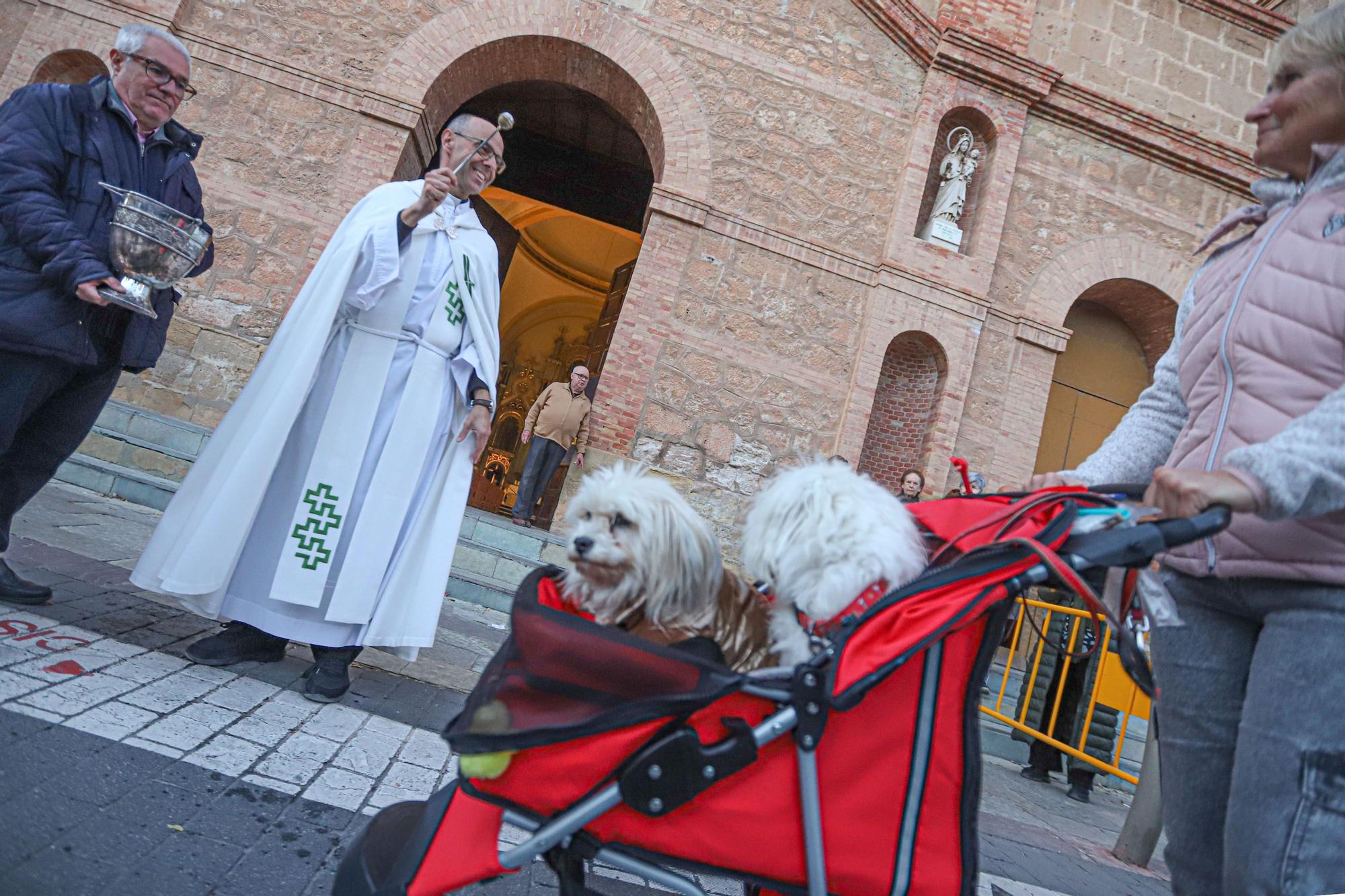 Bendición de San Antón en Torrevieja