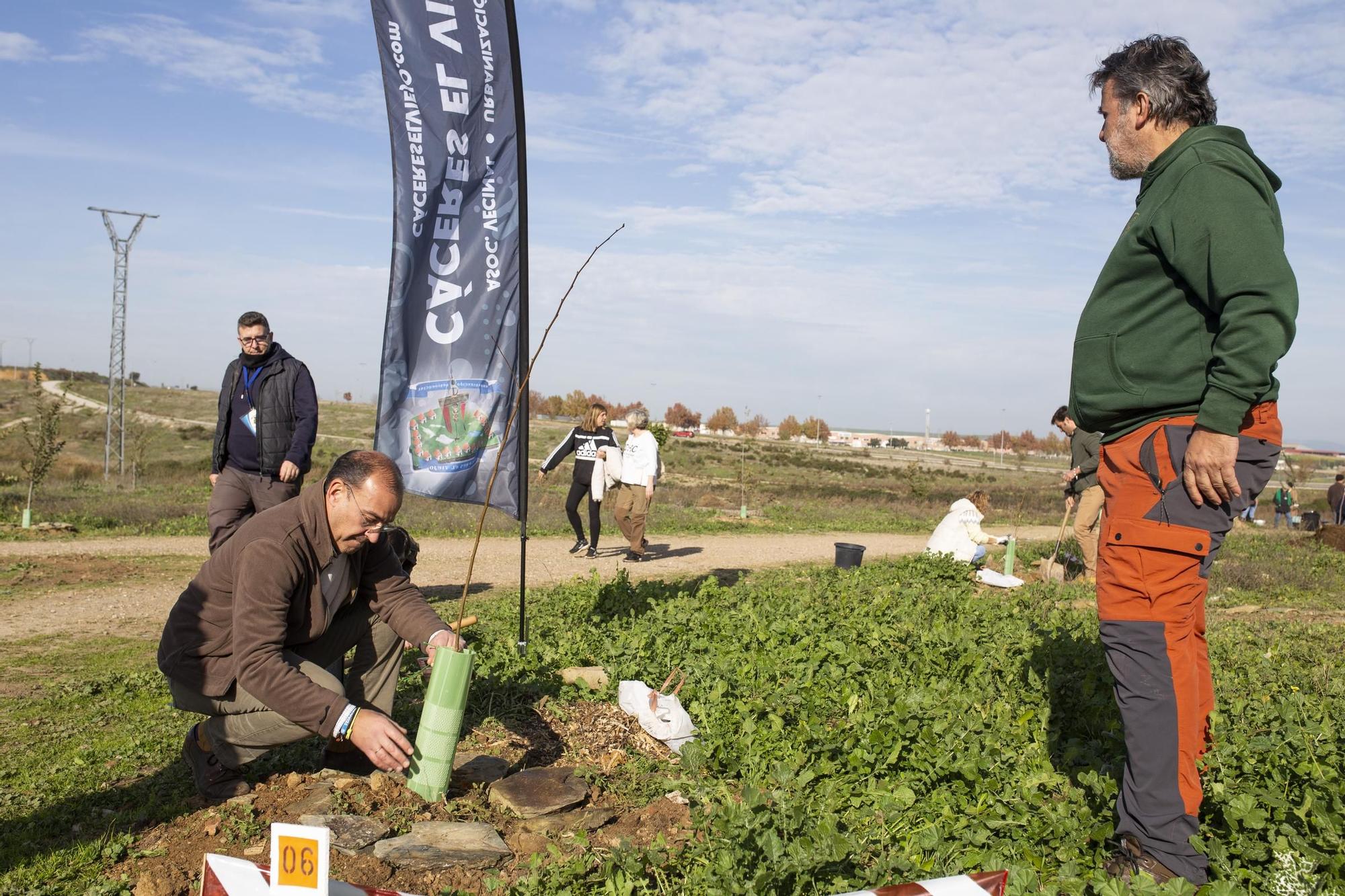 GALERÍA | Así ha sido la plantación de olmos en Cáceres El Viejo