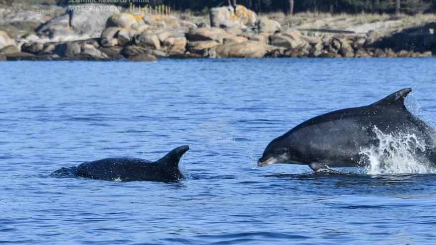 Delfines identificados por el equipo de investigación de Bruno Díaz.