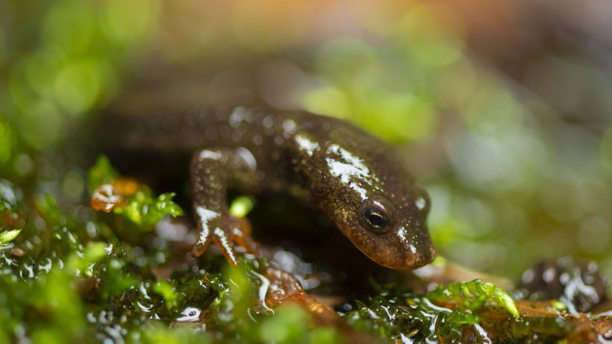 Prospección y recogida de muestras y ejemplares vivos de triton del Montseny (Calotriton arnoldi), con Felix Amat y Daniel Guinart. Parc Natural del Montseny, Cataluña. Projecte Life Trito.