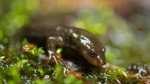 Prospección y recogida de muestras y ejemplares vivos de triton del Montseny (Calotriton arnoldi), con Felix Amat y Daniel Guinart. Parc Natural del Montseny, Cataluña. Projecte Life Trito.