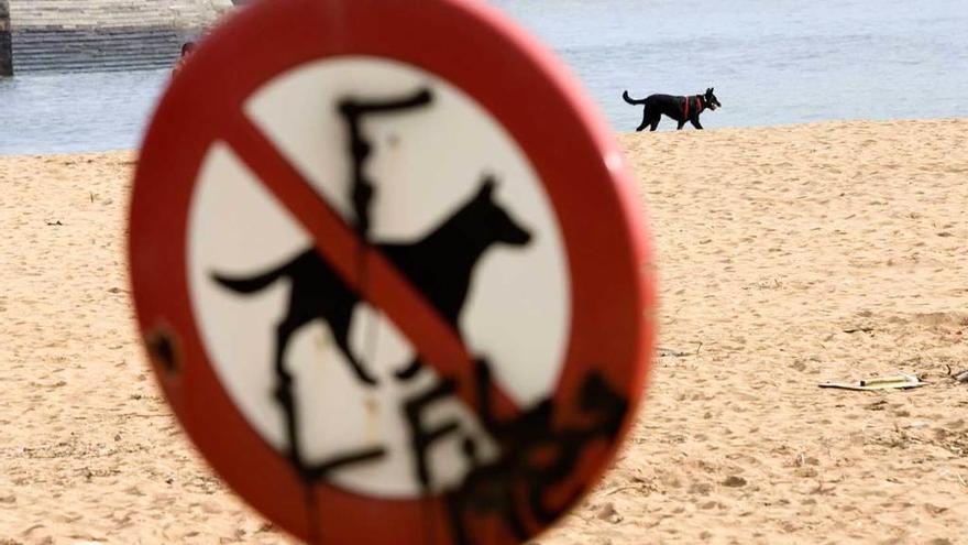 Una señal que anuncia la prohibición de perros en la playa de Luanco, con un animal al fondo.