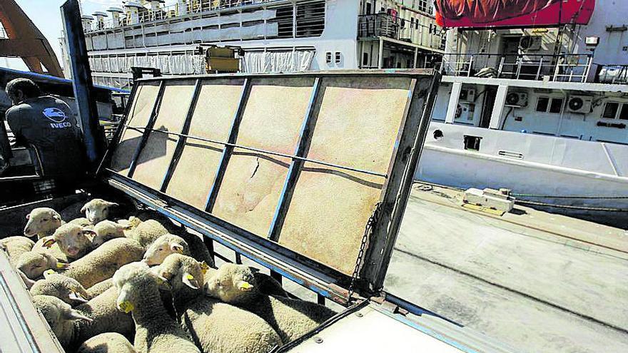 Embarque de corderos en el puerto de Cartagena.