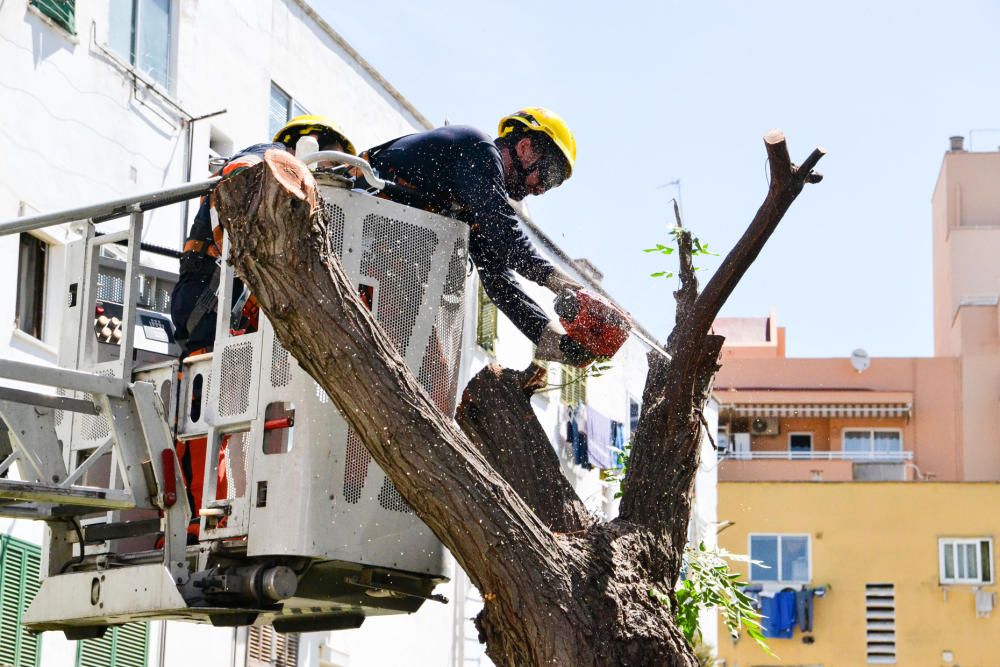 Talan el último árbol en riesgo de caída en Corea