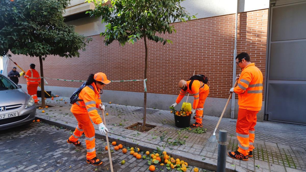 Los trabajadores de Sadeco durante la recogida de naranja.