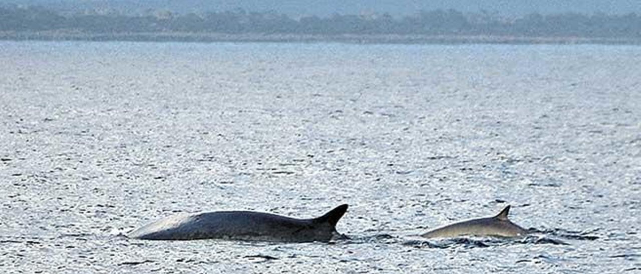 Avistamiento de ballenas en aguas de Cabrera, hace unos años.