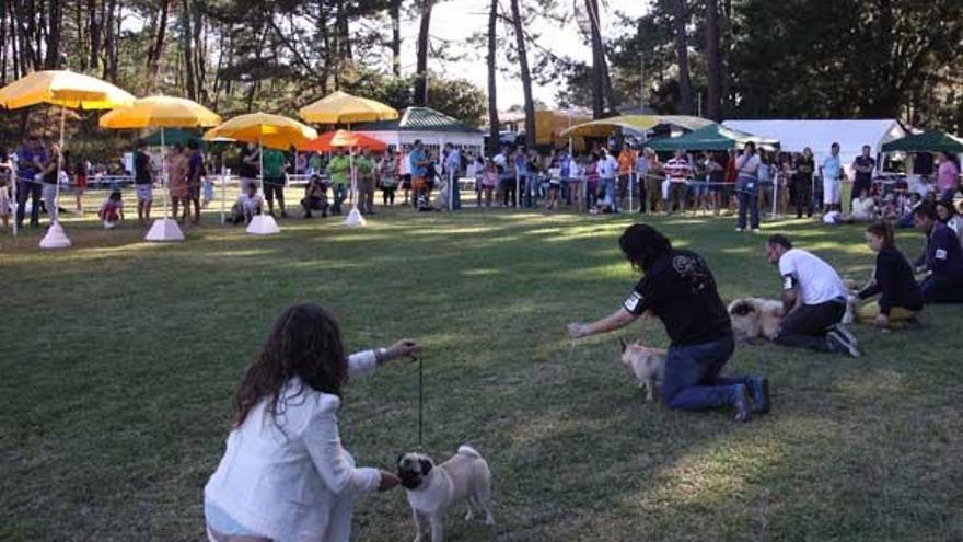 Imagen de la cuarta edición del concurso canino de A Toxa, que se clausuró ayer .  //  Muñiz