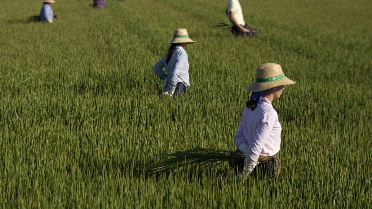 Arbeiterinnen auf einem Reisfeld in Andalusien: In der Landwirtschaft verdient fast die Hälfte der Angestellten nur den Mindestlohn.  | FOTO: EUROPA PRESS