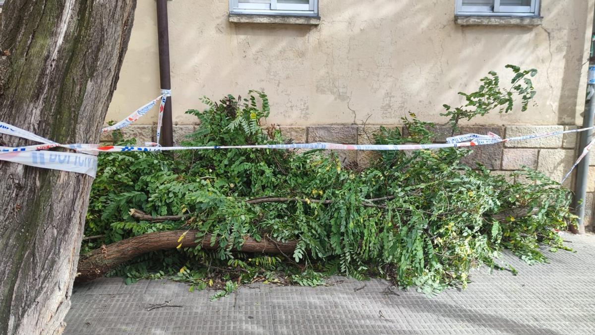 El viento provoca varios derribos de árboles en Zamora capital.