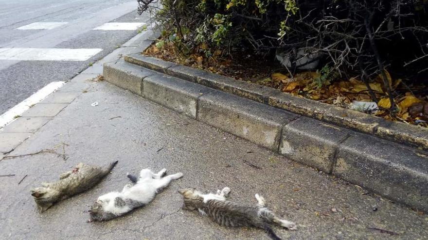 Los animales muertos en plena calle.