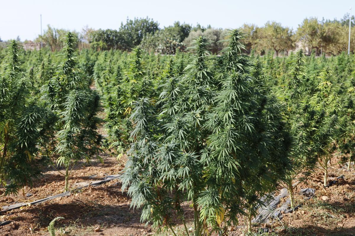 "Marihuana light" – Plantage auf Mallorca