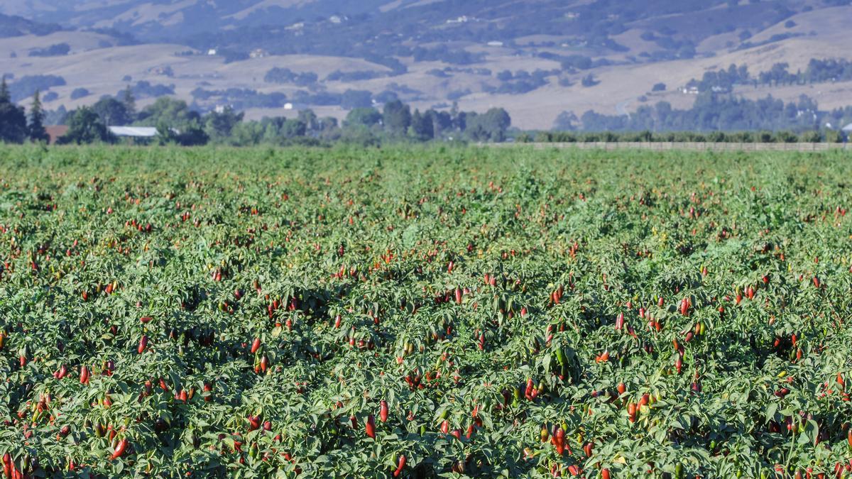 El sitio más picante de la Tierra está en New México: el Chile Pepper Institute