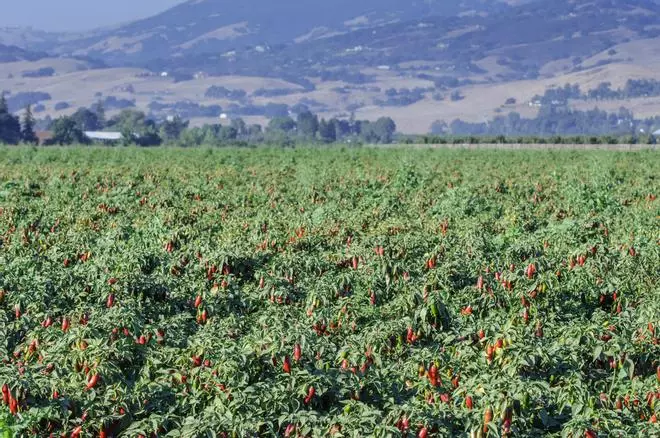 El sitio más picante de la Tierra está en New México: el Chile Pepper Institute