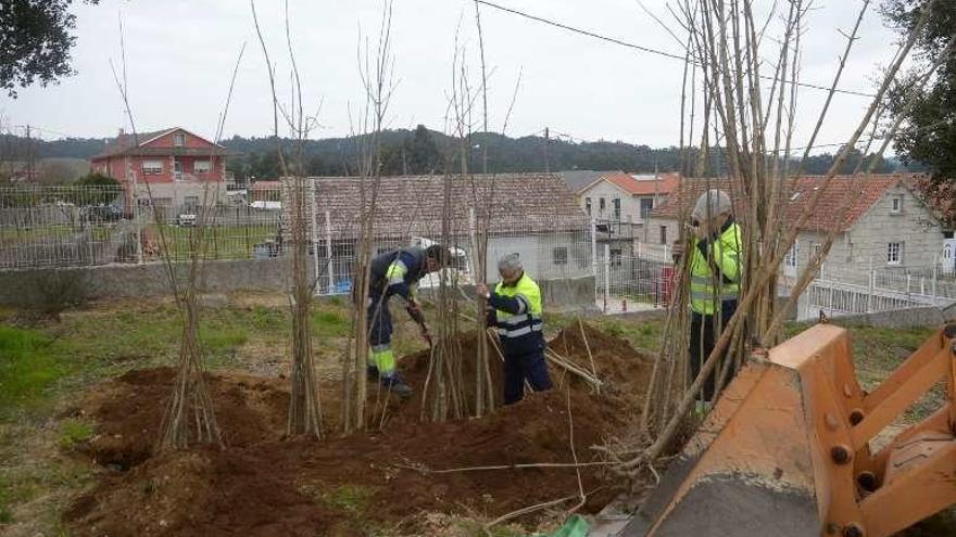 Los operarios plantan los árboles junto al nudo de Curro. // Noé Parga