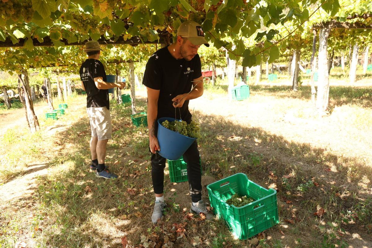 La vendimia en Bodegas Laureatus, en San Martiño de Meis.