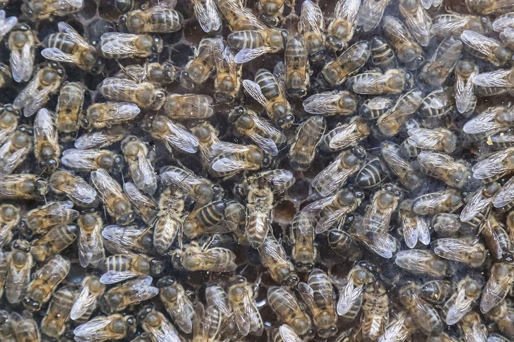 Abejas, cera y mucha miel en Expomiel 2018