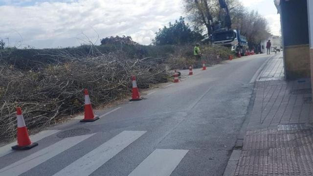 Operarios actúan en el tramo de calle de Fuente Nueva en el que se han talado siete árboles.