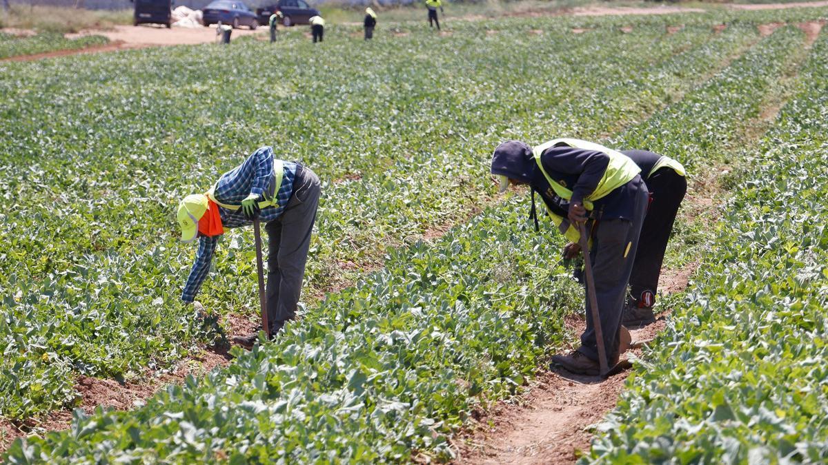 Trabajadores del campo en un terreno de Cartagena