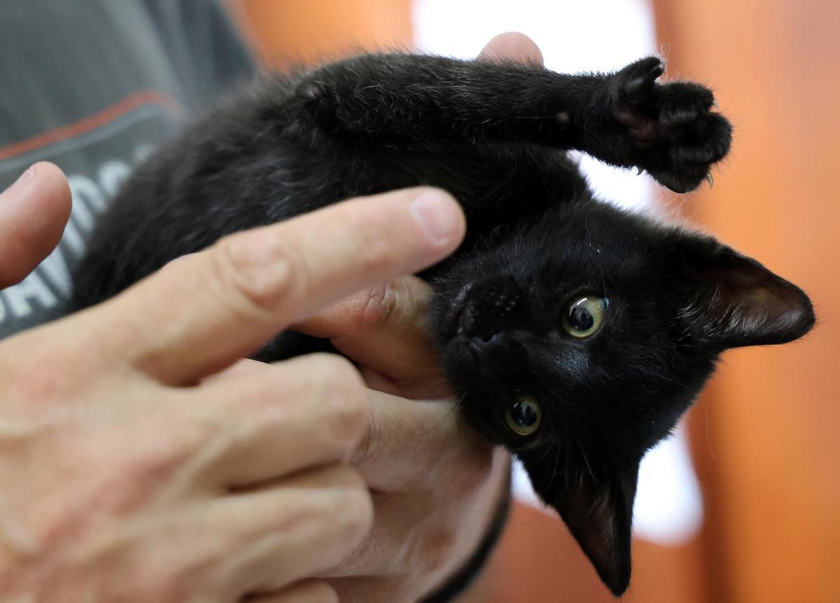 Tofy, el gatito de apenas 2 meses, y que fue adoptado por el músico Miguel Costas