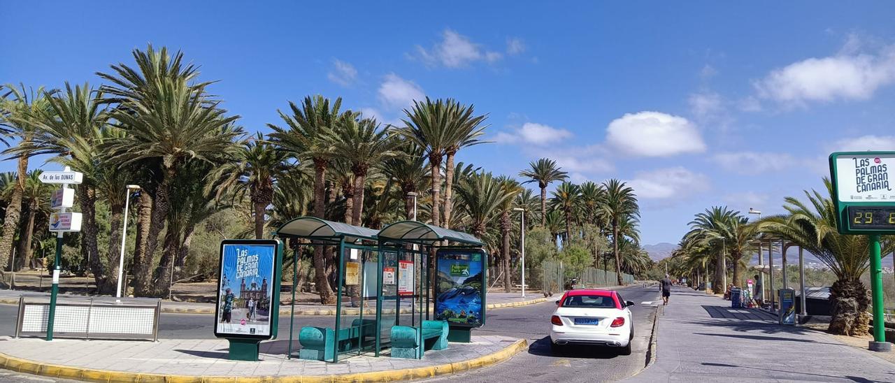 Parada de guaguas turísticas y taxis en el entorno del palmeral del Oasis de Maspalomas.