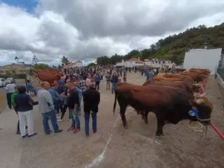 Valleseco en fiestas: Manual para una feria de ganado