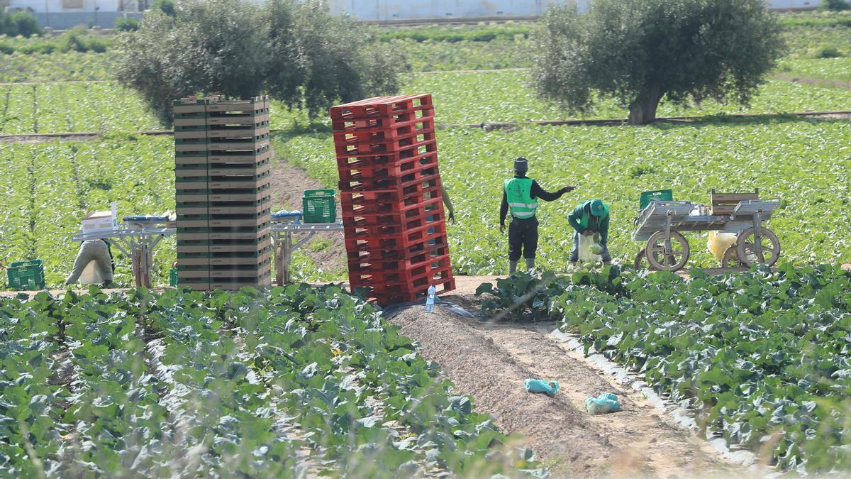 Trabajadores agrícolas en Lorca