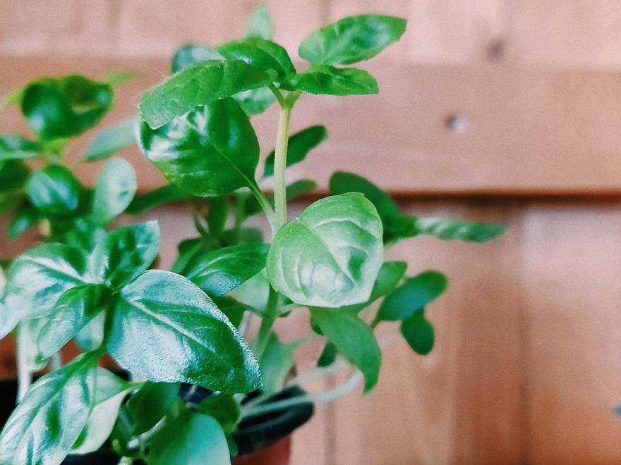 Repelentes antimosquitos caseros y naturales: la albahaca, una planta contra los mosquitos.