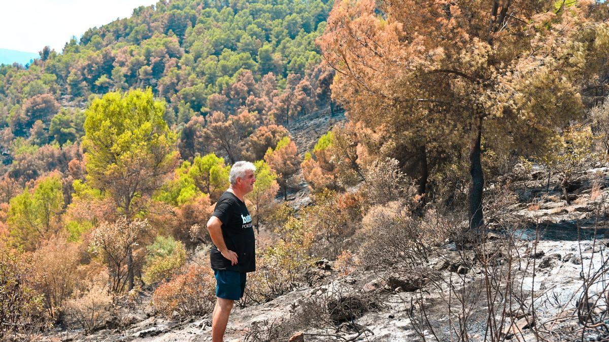 Un vecino de Betxí pasea por la zona afectada por el incendio de la Vall d'Uixó.