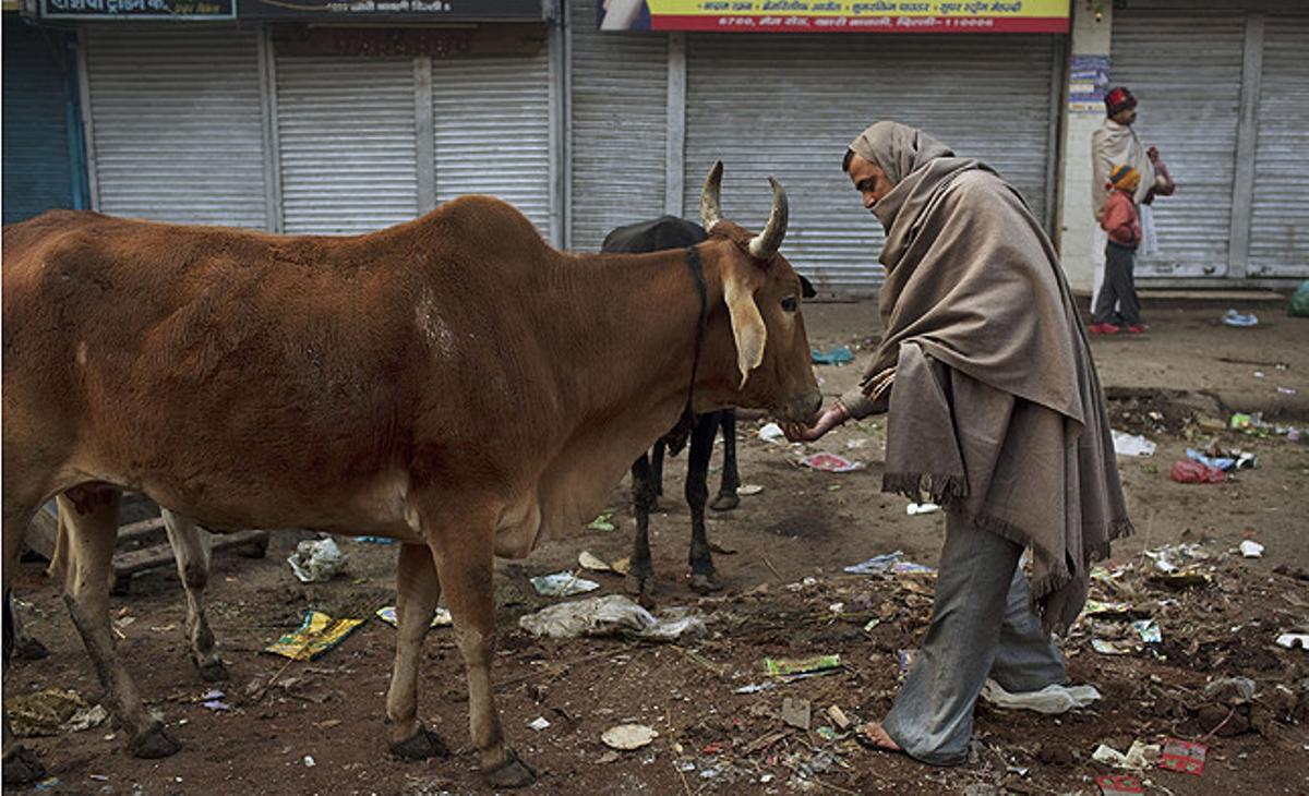 Un home indi alimenta una vaca en un matí fred a Nova Delhi, Índia.