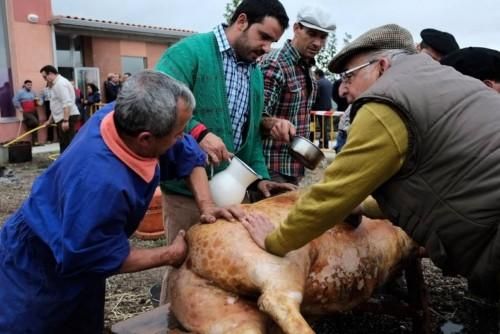 Matanza tradicional en Monfarracinos