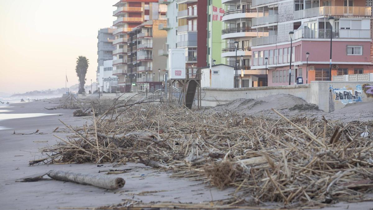 Cañas en una playa de Sueca arrastradas por la dana, en una imagen de archivo.