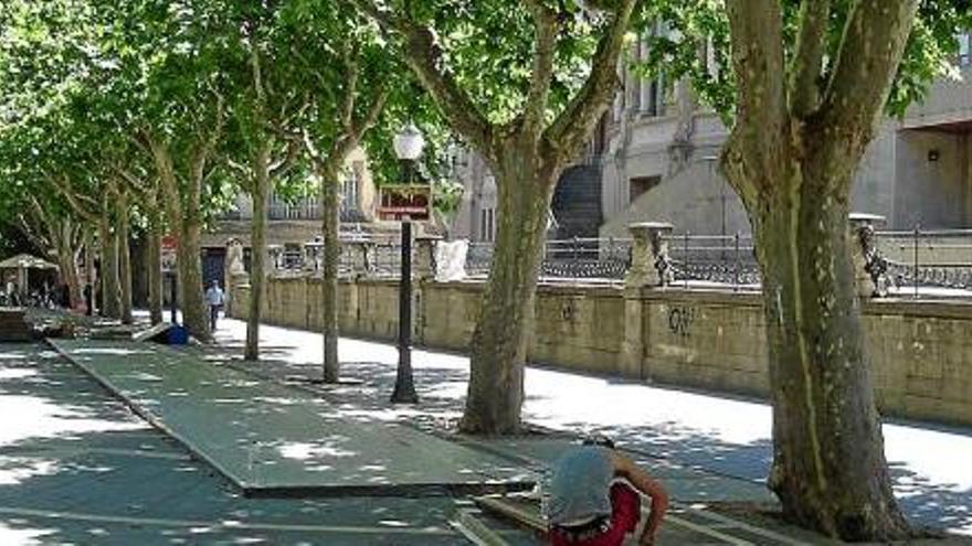 Plataners del primer tram del passeig Pere III