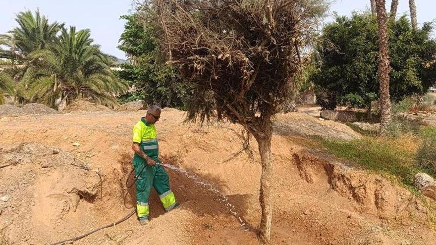 La nueva vida de los tarajales de La Cícer en Jinámar