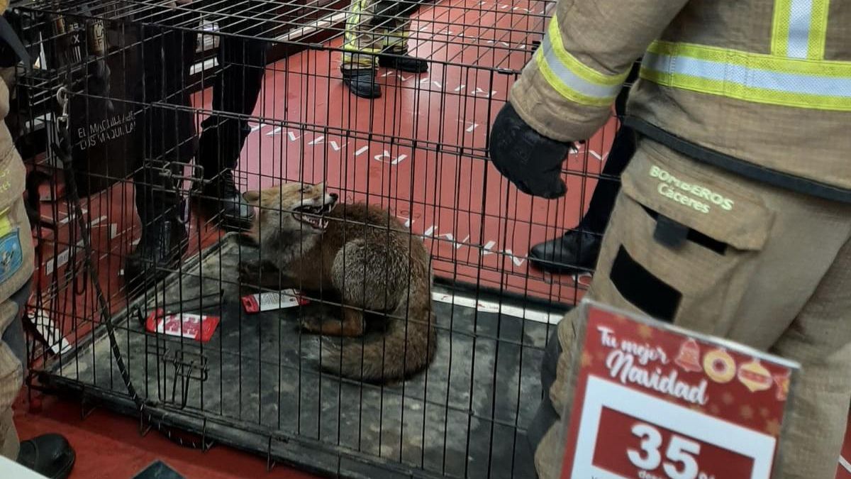 Policía y bomberos capturan al zorro, este miércoles, en la perfumería Aromas de Antonio Hurtado.