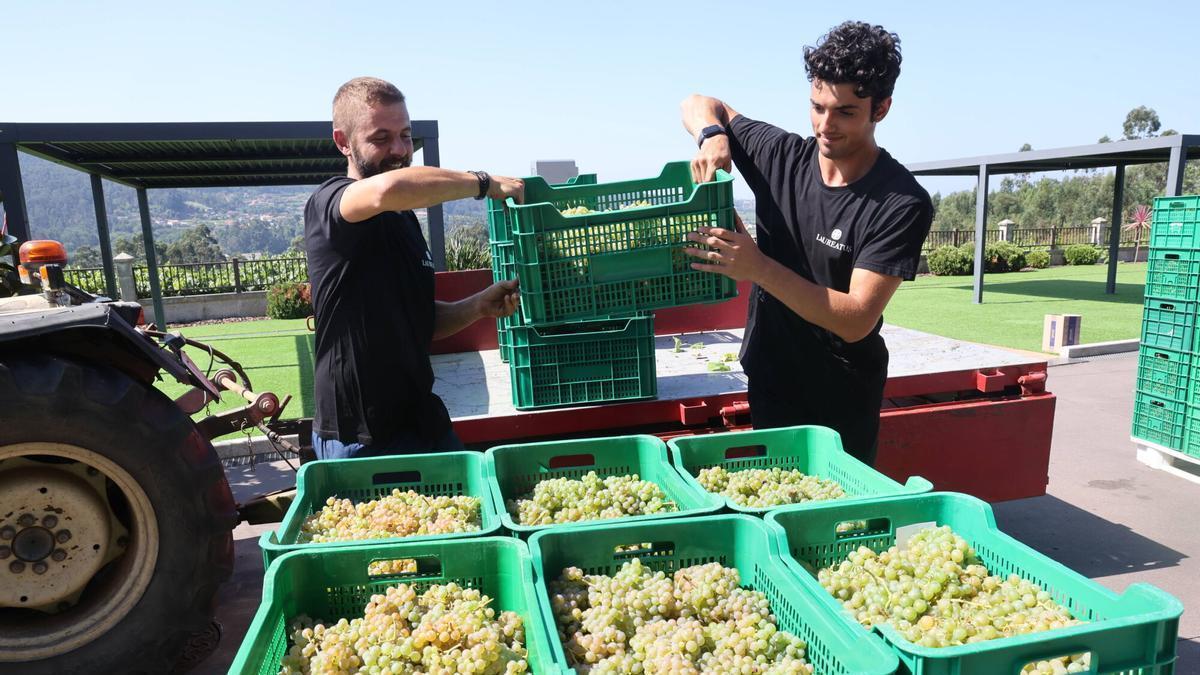 La vendimia en Bodegas Laureatus, en San Martiño de Meis.
