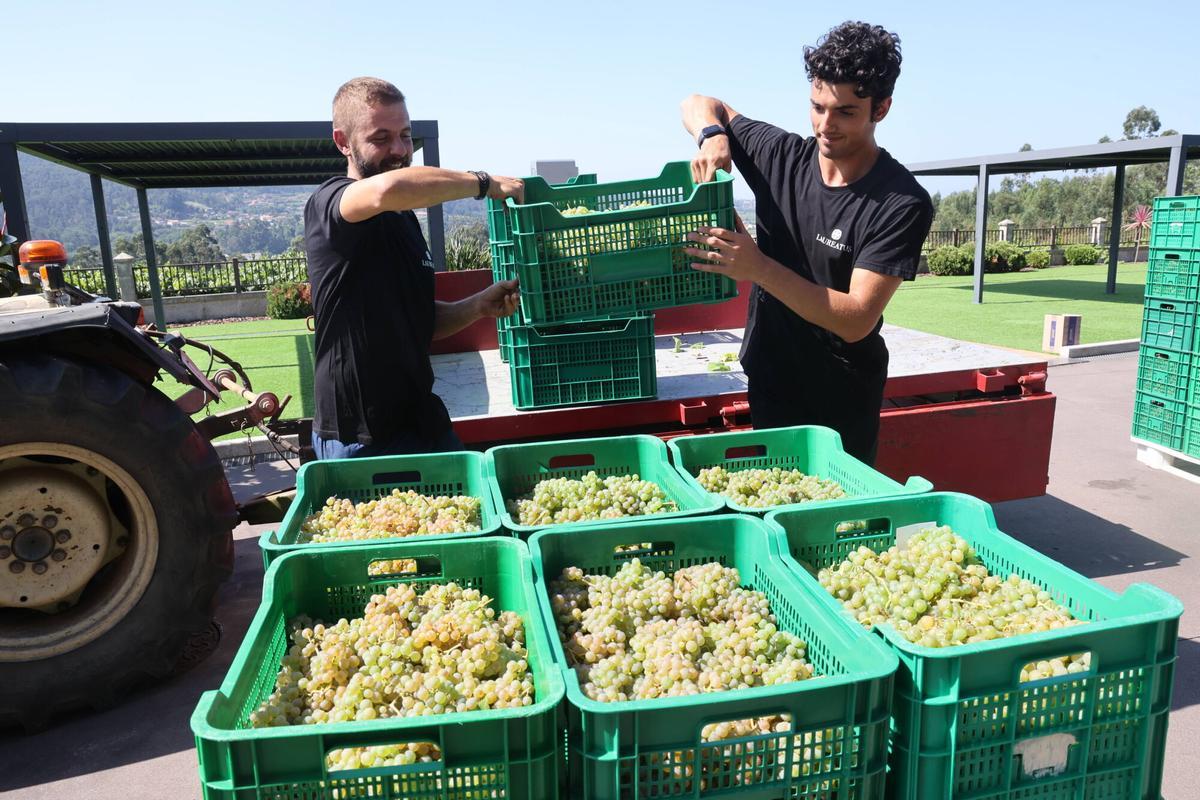 La vendimia en Bodegas Laureatus, en San Martiño de Meis.