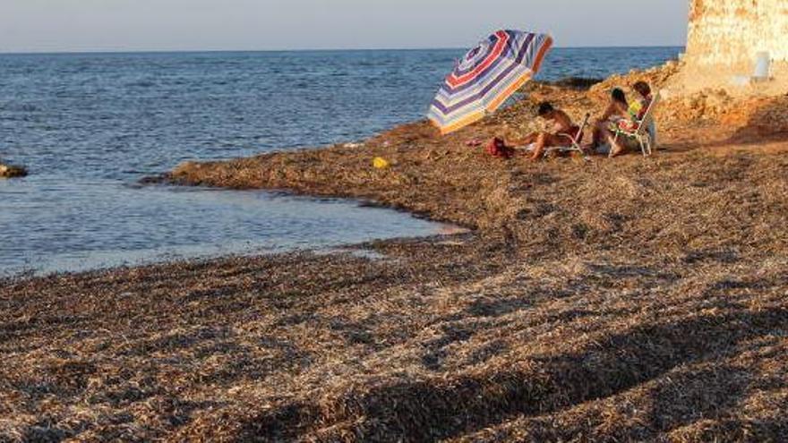 El alcalde de Dénia niega que las playas estén sucias: «la posidonia es vida»