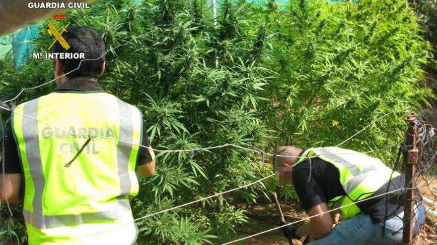 Los agentes examinan las plantas de marihuana.
